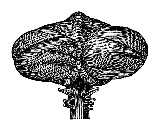 人类大脑(小脑半球)-在白色背景上孤立的复古雕刻插图图片下载