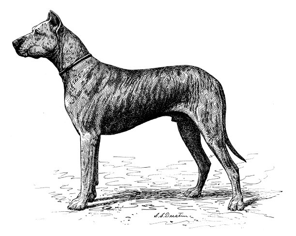 1897年的运动和消遣:大丹犬图片下载