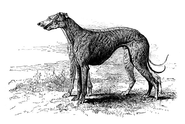 1897年的运动和消遣:赛灰狗图片下载