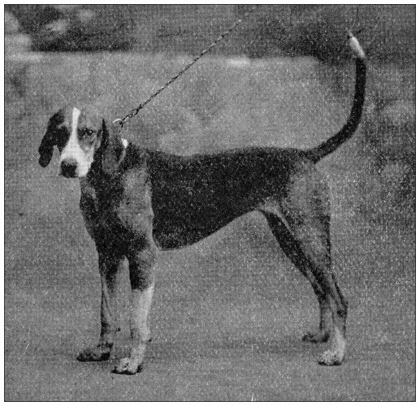 1897年的运动和消遣:美国猎狐犬闪电侠的发展图片下载