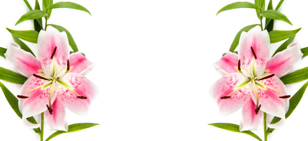 娇嫩的粉红色百合花孤立在白色的花萼上。拼贴画。宽的照片。有文字的空闲空间。图片下载