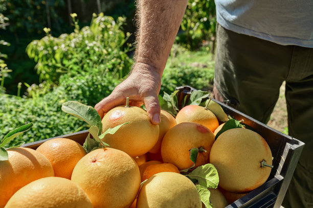 农民的手从板条箱中取出成熟的天然有机葡萄柚。概念收获，乡村农业。健康的有机食品。维生素。图片下载