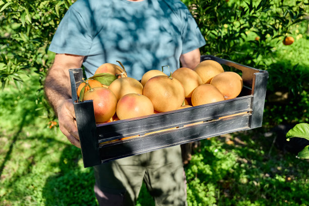 园丁成熟的男子携带板条箱收集成熟的柑橘果实在收获期间在柑橘果园。乡村农业。健康的有机食品。图片下载