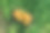 板条箱收集成熟的柑橘果实在绿色的草地上收获期间在柑橘果园。乡村农业。健康的有机食品。图片下载