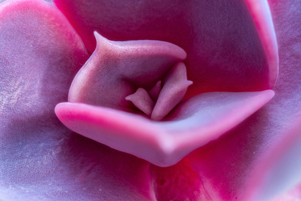 彩虹花。特写微距照片。充满活力的紫色和粉红色的自然色调。沙漠植物，理想的室内植物图片下载