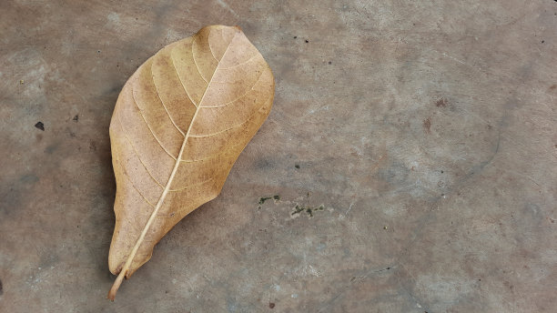 水泥地和干树叶的背景。用于墙纸和空白空间书写文字。图片下载