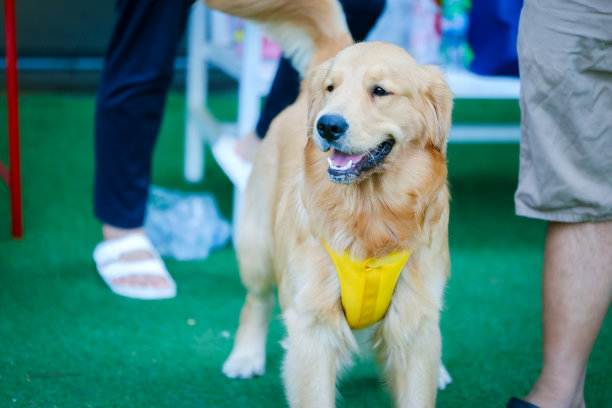 一只可爱的威尔士柯基彭布罗克小狗坐在草地上，伸出舌头，这张照片捕捉到了这只白色和棕色相间的狗朋友可爱的本质图片下载