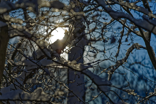 冬天一棵树的背光照片图片下载