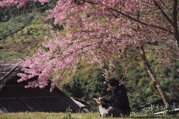 旅行和工作的概念，独自自由职业者坐在樱花树下，使用平板电脑与一层山的背景图片下载