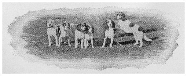 1897年的运动和消遣:小猎犬图片下载