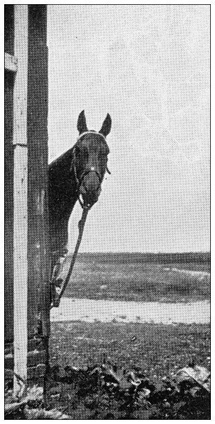 1897年的运动和消遣:看着相机的马图片下载