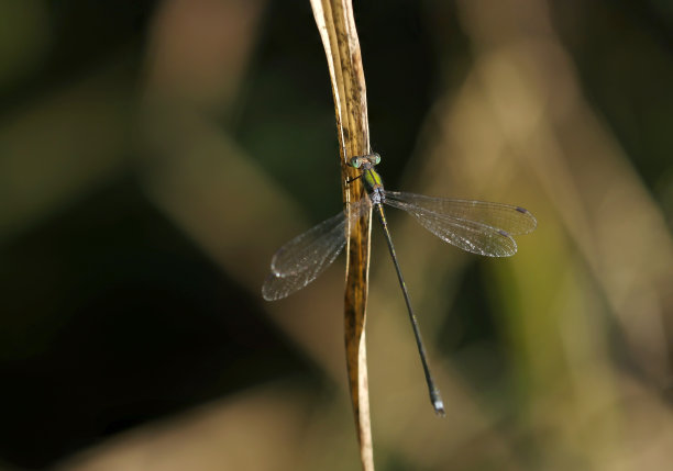 栖息在干燥草茎上的金属绿蜻蜓（野生动物特写微距照片）图片下载