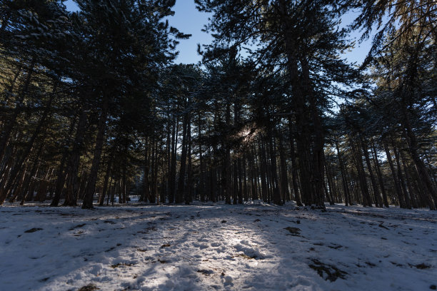 2024年冬季雪景图片下载