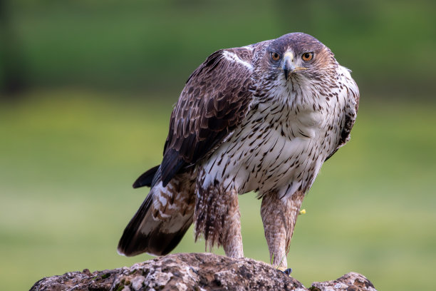 在西班牙安达卢西亚的莫雷纳山，一只波内利鹰的美丽特写照片，明亮的橙色眼睛栖息在岩石上，背景是绿色的失焦。欧洲图片下载