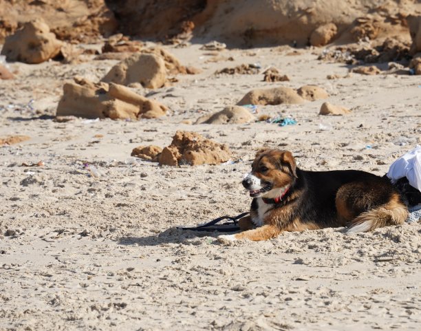 老狗在地板上放松地睡觉图片下载