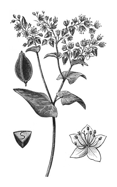 荞麦(Fagopyrum esculentum) -在白色背景上孤立的复古雕刻插图图片下载