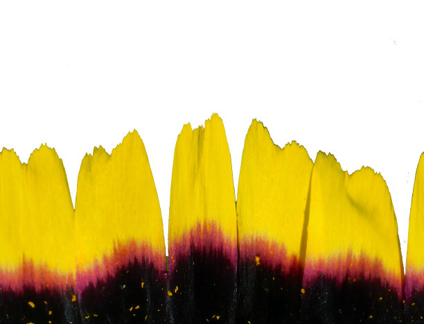 抽象艺术与空图案，特写宏观细节的背景和设计图片下载