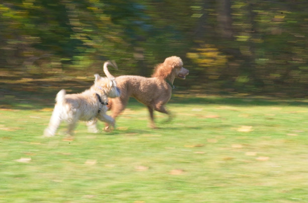 ICM照片，两只狗跑，背景模糊图片下载