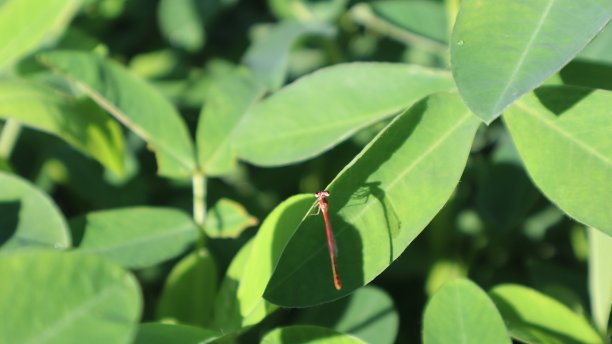 花生叶图片下载