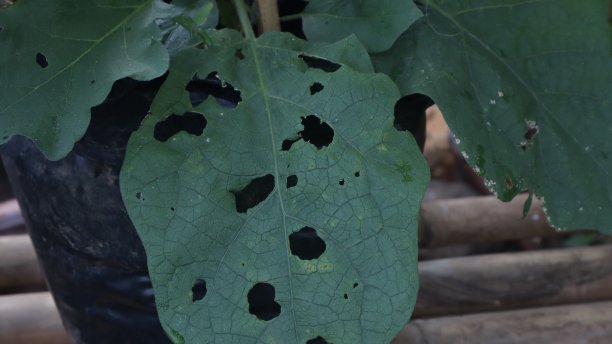 花生叶图片下载