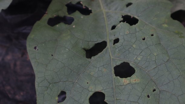 花生叶图片下载