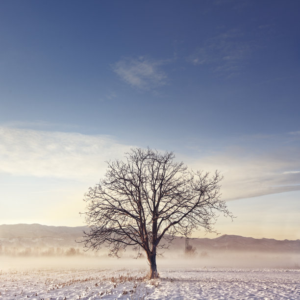 在一个下雪的冬日，田野里那棵孤零零的树，叶子落了，庄严美丽地站在那里。库存图片图片下载