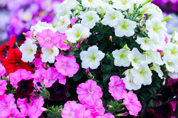 美丽的花朵盛开在大自然从泰国公园看起来非常美丽和感觉清新。图片下载