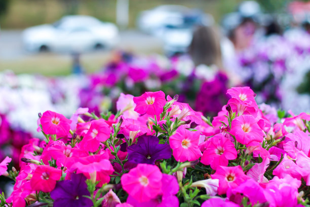 美好的感觉和放松与美丽的粉红色花朵盛开。图片下载