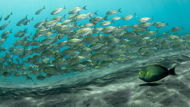 蓝色背景上一大群鱼在海洋中游动的全景图图片下载