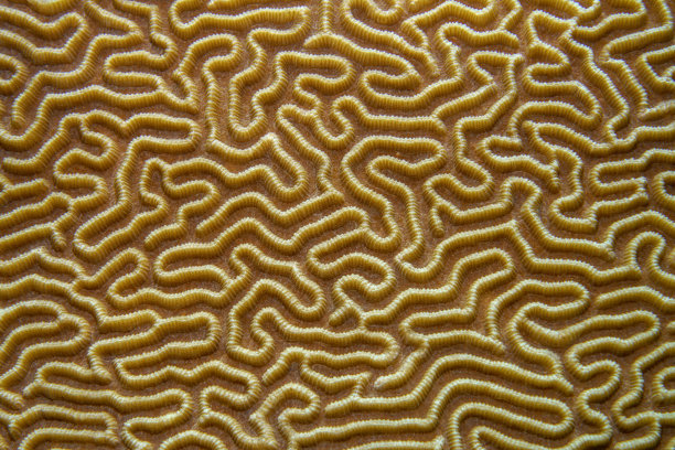 珊瑚的详细微距图像。珊瑚细节的特写照片，非常适合做纹理或科学背景。图片下载