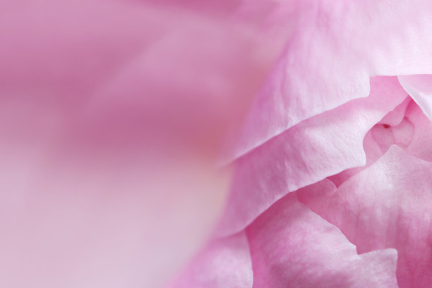 华丽的重瓣粉红玫瑰花朵纹理(自然特写微距照片，明亮的粉红色花瓣纹理)图片下载