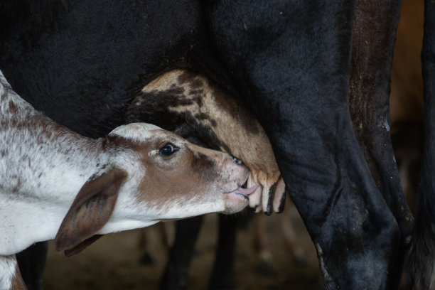 小牛喝牛奶图片下载
