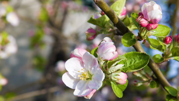 苹果在蓝天的映衬下绽放。春天的风景。宽的照片。图片下载