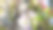 苹果在蓝天的映衬下绽放。春天的风景。宽的照片。图片下载