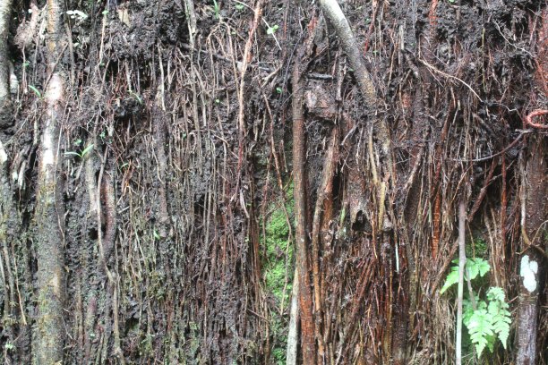 详细的地面纹理与植物的根图片下载
