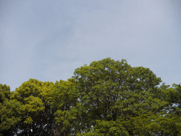 路边的树图片下载