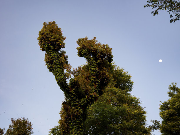 路边的树图片下载