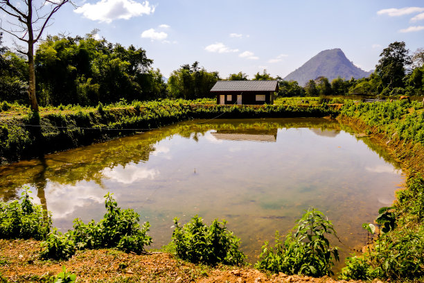 公园里的湖，数码照片的图片作为背景图片下载