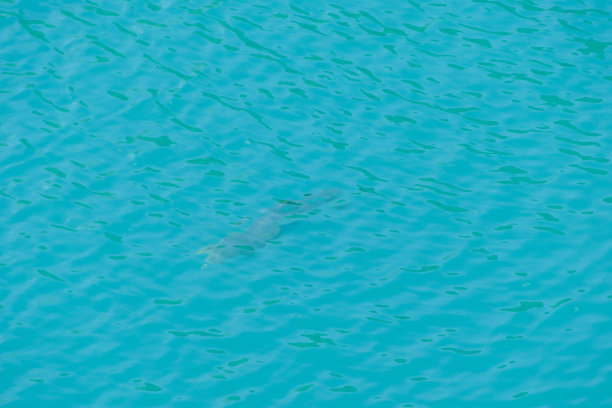 游泳池里的水，数码照片图片作为背景图片下载