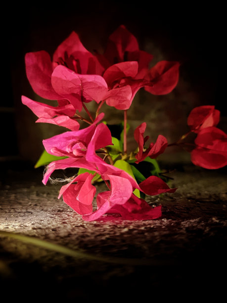 粉红色的花在九重葛灌木植物藤强照片背景图片下载