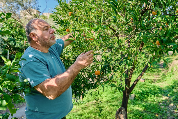 园丁成熟的男子收集成熟的柑橘果实收获期间在柑橘果园，从树枝上剪下来。图片下载
