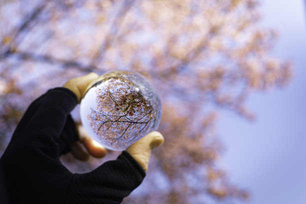 樱花盛开，映在水晶球里图片下载