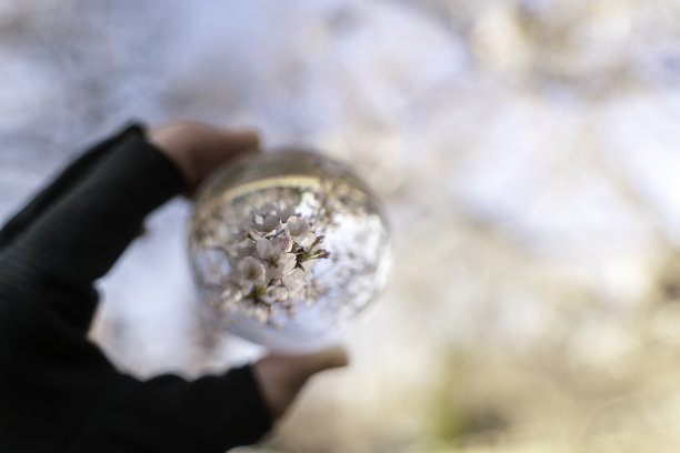 樱花盛开，映在水晶球里图片下载