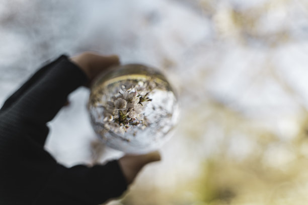 樱花盛开，映在水晶球里图片下载