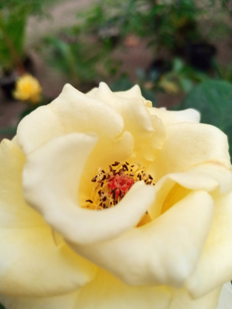 淡黄色玫瑰花瓣的特写照片。图片下载