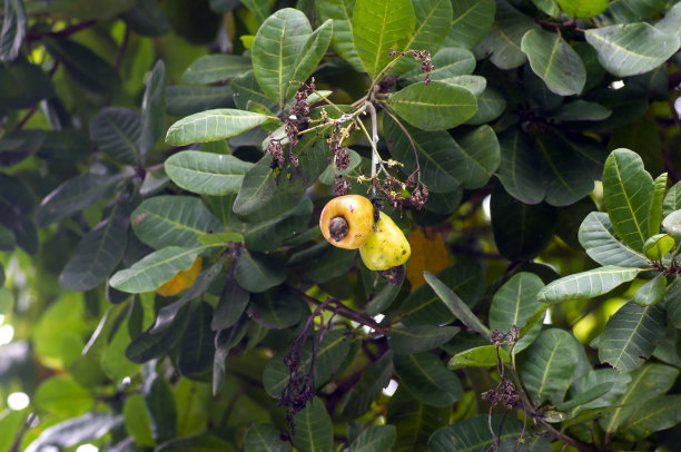 挂在花园里树上的腰果(Anacardium occidentale)图片下载