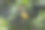 挂在花园里树上的腰果(Anacardium occidentale)图片下载