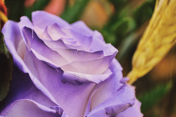 圣乔迪日，国际读书日和加泰罗尼亚公共假期的照片，海报复制空间，不同设计的玫瑰作为礼物的细节图片下载