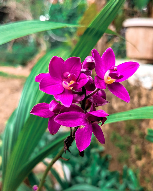 花园里的紫兰花图片下载