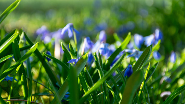 彩色照片第一次春天的花和亮绿的草，第一次亮绿图片下载